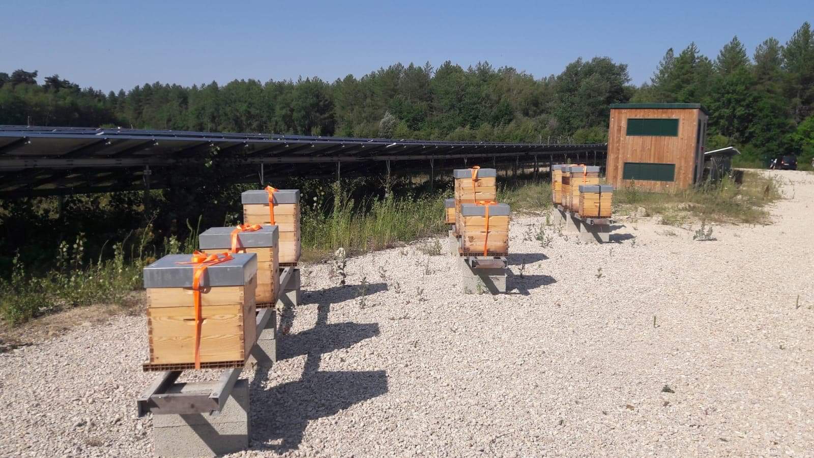 Les ruches du parc de panneaux photovoltaïques d'APEX énergies ou d'EREA technologie